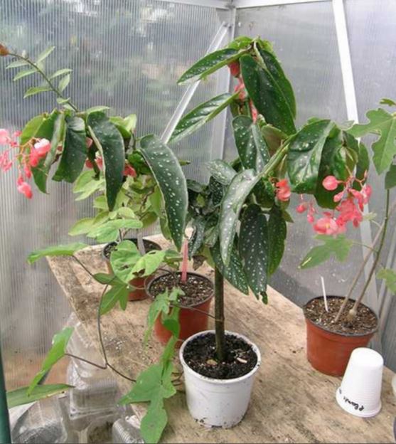 B. ‘Comte de Miribel’